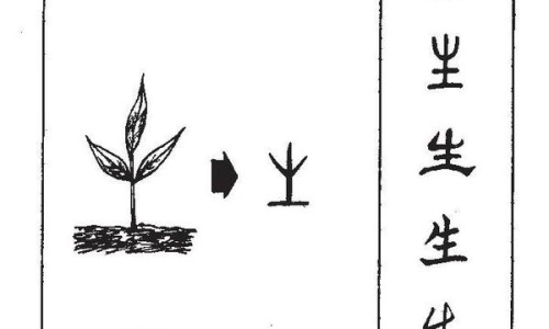 四方笋图片大全-四方笋的功效和作用网 | 四方笋图片大全,四方笋的功效和作用禁忌