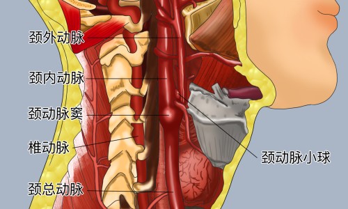 四方笋的功效和作用是什么-四方笋的功效和作用网 | 四方笋图片大全,四方笋的功效和作用禁忌